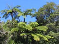 Albums/20060200-New Zealand 2006/20060205-Greymouth_Punakaiki/35